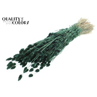QC Getrocknete Phalaris | Farbe: Perlengrün | Kanariengras Trockenblumen | Länge ± 60 Zentimeter | Gewicht 220 Gramm | Pro Bund