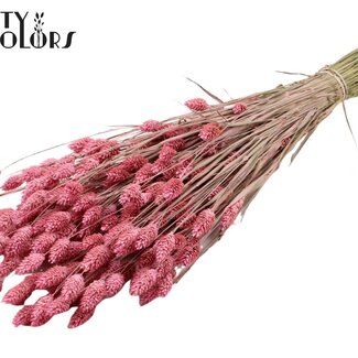 QC Gedroogde Phalaris | Kleur: Frosted Roze | Kanariegras Droogbloemen | Lengte ± 60 centimeter | Gewicht 220 gram | Per bos