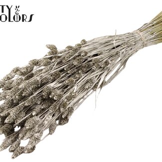 QC Phalaris séchée | Couleur : Platine | Herbe des Canaries Fleurs séchées | Longueur ± 60 centimètres | Poids 220 grammes | Par bouquet
