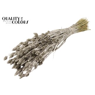 QC Gedroogde Phalaris | Kleur: Platinakleurig | Kanariegras Droogbloemen | Lengte ± 60 centimeter | Gewicht 220 gram | Per bos