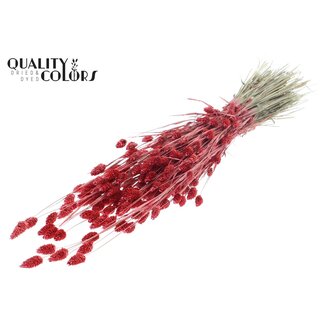 QC Getrocknete Phalaris | Farbe: Perlenkorallenfarbe | Kanariengras Trockenblumen | Länge ± 60 Zentimeter | Gewicht 220 Gramm | Pro Bund