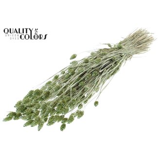 QC Getrocknete Phalaris | Farbe: Pearl Mintgrün | Kanariengras Trockenblumen | Länge ± 60 Zentimeter | Gewicht 220 Gramm | Pro Bund