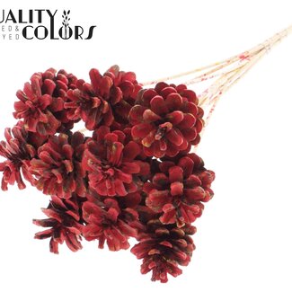 QC Pine cone on stick | Colour: Multicoloured Red | Diameter 5 - 7 centimetres | Length ± 50 centimetres | 10 picks per bunch