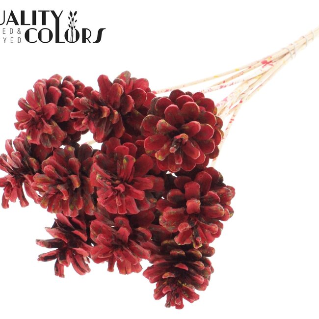 Pomme de pin sur tige | Couleur : Multicolore Rouge | Diamètre 5 - 7 centimètres | Longueur ± 50 centimètres | 10 piques par bouquet