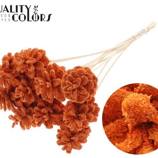 QC Dennenappel op stok | Kleur: Sawdust Oranje | Diameter 5 - 7 centimeter | Lengte ± 50 centimeter | 10 bijstekers per bos