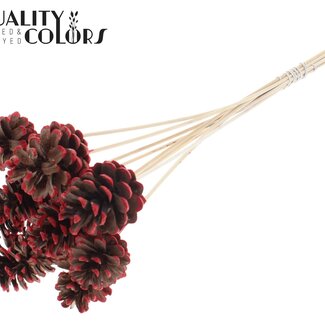 QC Pomme de pin sur bâton | Couleur : Brun avec pointe rouge | Diamètre 5 - 7 centimètres | Longueur ± 50 centimètres | 10 piques par bouquet