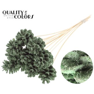 QC Pine cone on stick | Colour: Sawdust Light Green | Diameter 5 - 7 centimetres | Length ± 50 centimetres | 10 picks per bunch