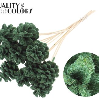 QC Dennenappel op stok | Kleur: Sawdust Groen | Diameter 5 - 7 centimeter | Lengte ± 50 centimeter | 10 bijstekers per bos