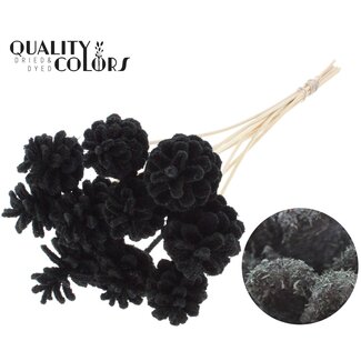 QC Dennenappel op stok | Kleur: Sawdust Zwart | Diameter 5 - 7 centimeter | Lengte ± 50 centimeter | 10 bijstekers per bos
