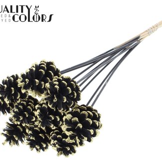 QC Tannenzapfen am Stiel | Farbe: Schwarz und Goldfarben Gespitzt | Durchmesser 5 - 7 Zentimeter | Länge ± 50 Zentimeter | 10 Einstecker pro Bund