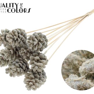 QC Dennenappel op stok | Kleur: Sawdust Crèmekleurig | Diameter 5 - 7 centimeter | Lengte ± 50 centimeter | 10 bijstekers per bos