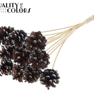 QC Dennenappel op stok | Kleur: Bruin met Metallic Blauw Gepunt | Diameter 5 - 7 centimeter | Lengte ± 50 centimeter | 10 bijstekers per bos