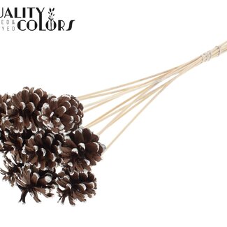QC Dennenappel op stok | Kleur: Bruin met Platinakleurig Gepunt | Diameter 5 - 7 centimeter | Lengte ± 50 centimeter | 10 bijstekers per bos