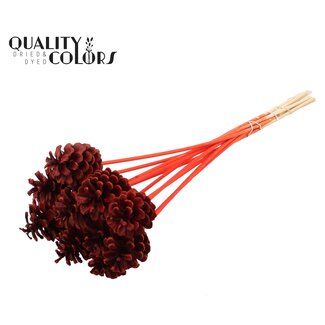 QC Pine cone on stick | Colour: Red | Diameter 5 - 7 centimetres | Length ± 50 centimetres | 10 picks per bunch