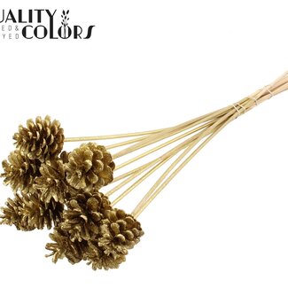 QC Pomme de pin sur bâton | Couleur : Doré avec paillettes | Diamètre 5 - 7 centimètres | Longueur ± 50 centimètres | 10 piques par bouquet