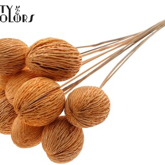 QC Bleached Mintolla Seed Box on stick | Colour: Salmon-coloured | Pong Pong Mintolla Insert Dry Decoration | Length ± 50 centimetres | 10 inserts per bunch