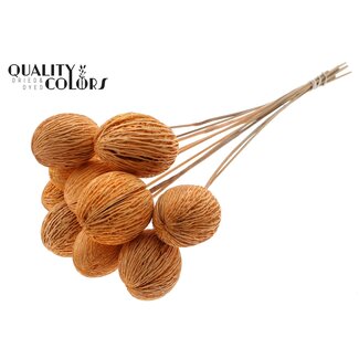 QC Bleached Mintolla Seed Box on stick | Colour: Salmon-coloured | Pong Pong Mintolla Insert Dry Decoration | Length ± 50 centimetres | 10 inserts per bunch