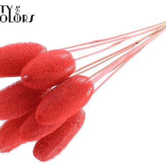 QC Mini Luffa Schwamm auf Stab | Farbe: Korallenfarbe | Loofah-Stecker | Länge ± 50 Zentimeter | 10 Stecker pro Bund