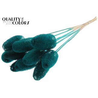 QC Mini Loofah Sponge on stick | Colour: Turquoise | Loofah Plant Stake | Length ± 50 centimetres | 10 stakes per bunch