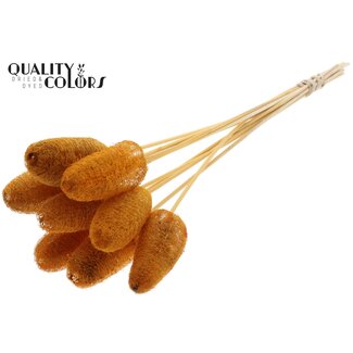 QC Mini Loofah Sponge on stick | Colour: Apricot | Loofah Plant Stake | Length ± 50 centimetres | 10 stakes per bunch