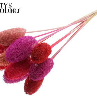QC Mini Luffa Spons op stok | Kleur: Gemengde Kleuren | Loofah Bijsteker | Lengte ± 50 centimeter | 10 bijstekers per bos