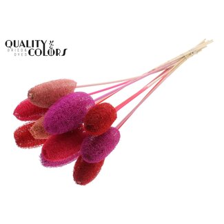 QC Mini Loofah Sponge on stick | Colour: Mixed Colours | Loofah Plant Stake | Length ± 50 centimetres | 10 stakes per bunch
