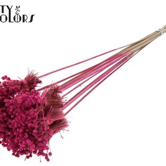 QC Mini Knoopsbloemen Boeketje op stok | Kleur: Kerskleurig | Mini Button Bijsteker | Lengte ± 50 centimeter | 10 bijstekers per bos