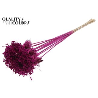 QC Mini Knoopsbloemen Boeketje op stok | Kleur: Lilakleurig | Mini Button Bijsteker | Lengte ± 50 centimeter | 10 bijstekers per bos