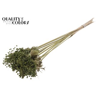 QC Mini Knoopsbloemen Boeketje op stok | Kleur: Olijfgroen | Mini Button Bijsteker | Lengte ± 50 centimeter | 10 bijstekers per bos