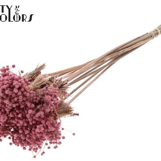 QC Mini Button Flowers Bouquet on Stick | Colour: Pink | Mini Button Insert | Length ± 50 centimetres | 10 inserts per bunch