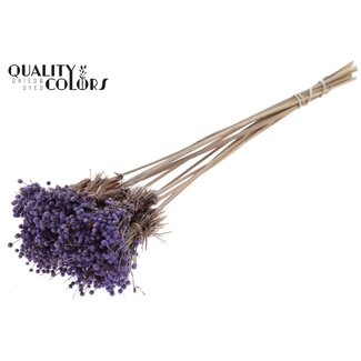 QC Mini Bouquet de Fleurs de Boutons sur Tige | Couleur : Lila | Mini Bouton Pique-Fleurs | Longueur ± 50 centimètres | 10 piques par bouquet
