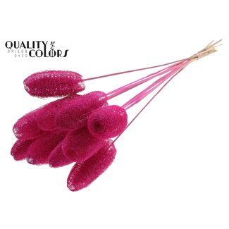 QC Mini Loofah Sponge on Stick | Colour: Lilac | Loofah Plant Stake | Length ± 50 centimetres | 10 stakes per bunch