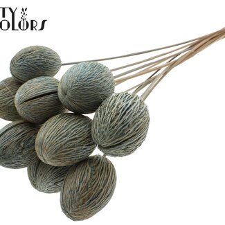 QC Boîte de graines de Mintolla blanchie sur tige | Couleur : Bleu clair | Décoration séchée Pong Pong Mintolla | Longueur ± 50 centimètres | 10 tiges par bouquet