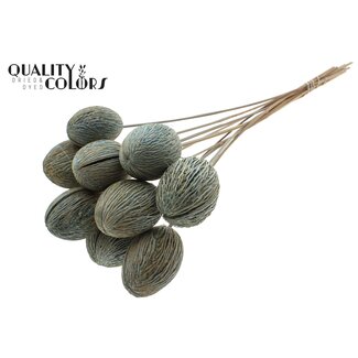 QC Gebleekte Mintolla Zaaddoos op stok | Kleur: Lichtblauw | Pong Pong Mintolla Bijsteker Droogdecoratie | Lengte ± 50 centimeter | 10 bijstekers per bos