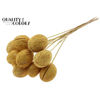 QC Bleached Mintolla Seed Box on stick | Colour: Yellow | Pong Pong Mintolla Insert Dried Decoration | Length ± 50 centimetres | 10 inserts per bunch