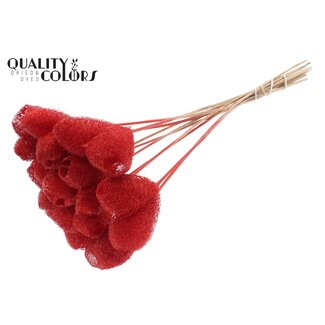 QC Luffa Hart Spons op stok | Kleur: Rood | Loofah Bijsteker | Lengte ± 50 centimeter | 10 bijstekers per bos