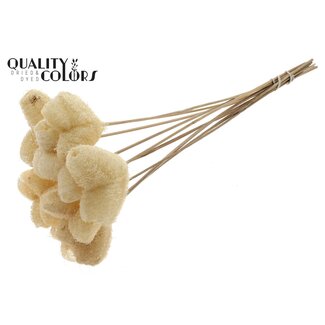 QC Éponge Cœur Luffa sur tige | Couleur : Blanc Naturel | Pique Loofah | Longueur ± 50 centimètres | 10 piques par bouquet