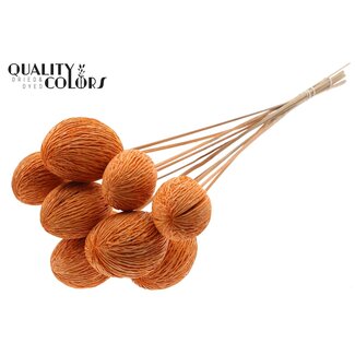 QC Bleached Mintolla Seed Box on Stick | Colour: Orange | Pong Pong Mintolla Insert Dry Decoration | Length ± 50 centimetres | 10 inserts per bunch
