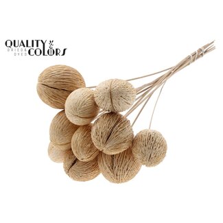 QC Gebleekte Mintolla Zaaddoos op stok | Kleur: Naturelle | Pong Pong Mintolla Bijsteker Droogdecoratie | Lengte ± 50 centimeter | 5 bijstekers per bos