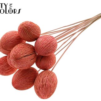 QC Boîte de graines de Mintolla blanchie sur tige | Couleur : Corail | Décoration sèche Pong Pong Mintolla à piquer | Longueur ± 50 centimètres | 10 piques par bouquet