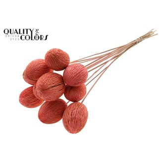 QC Bleached Mintolla Seed Box on stick | Colour: Coral | Pong Pong Mintolla Insert Dry Decoration | Length ± 50 centimetres | 10 inserts per bunch