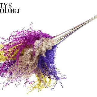 QC Plumes de Roseau Chinois Séchées | Colourful 11 | Couleur : Couleurs mélangées | Fleurs Séchées de Miscanthus | Longueur ± 70 centimètres | 5 plumes par bouquet | Par bouquet