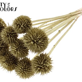 QC Leeuwenstaart op steel | Kleur: Goudkleurig | Leonotis Leonurus Bijsteker | Lengte ± 50 centimeter | 10 bijstekers per bos | Per bos