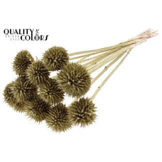 QC Leeuwenstaart op steel | Kleur: Goudkleurig | Leonotis Leonurus Bijsteker | Lengte ± 50 centimeter | 10 bijstekers per bos | Per bos