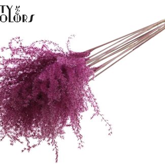 QC Dried Chinese Silver Grass Plumes | Colour: Burgundy | Miscanthus Dried Flowers | Length ± 70 centimetres | 5 plumes per bunch | Per bunch