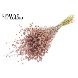 QC Gedroogd Lino Vlas | Kleur: Frosted Roze | Linum Droogbloemen | Lengte ± 50 centimeter | Gewicht 150 gram | Per bos