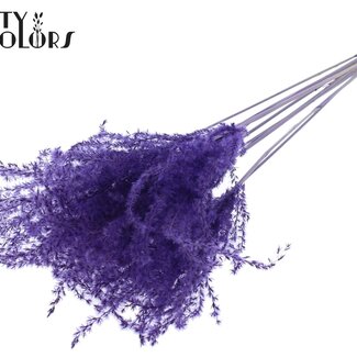 QC Plumes de Roseau Chinois Séché | Couleur : Violet | Fleurs Séchées de Miscanthus | Longueur ± 70 centimètres | 5 plumes par bouquet | Par bouquet