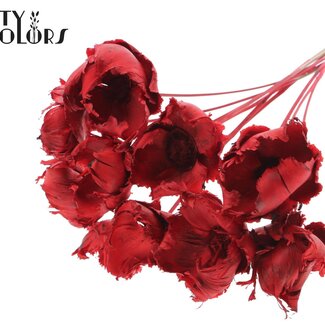 QC Palm Cup séchée blanchie sur tige | Couleur : Rouge | Longueur ± 50 centimètres | 10 tiges par bouquet