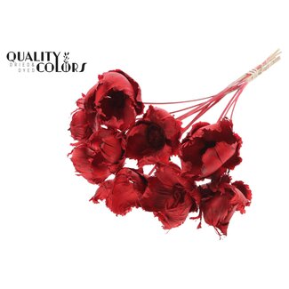 QC Palm Cup séchée blanchie sur tige | Couleur : Rouge | Longueur ± 50 centimètres | 10 tiges par bouquet