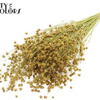 QC Getrockneter Leinenflachs | Farbe: Gelb | Linum Trockenblumen | Länge ± 50 Zentimeter | Gewicht 150 Gramm | Pro Bund